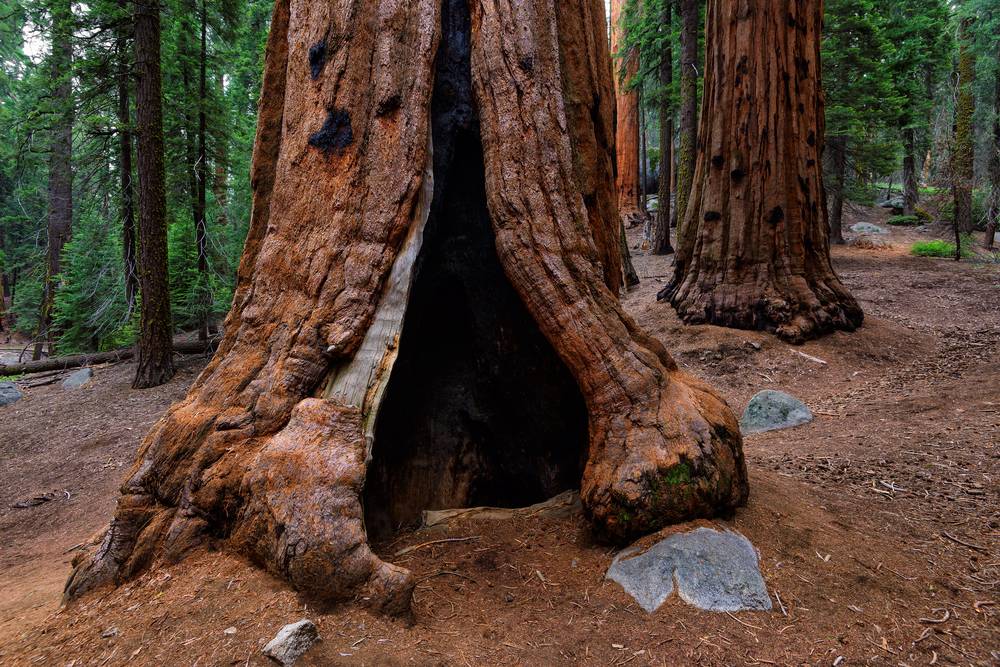 Hollow Sequoia Tree